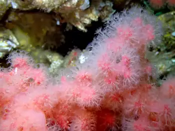 Red Soft Coral