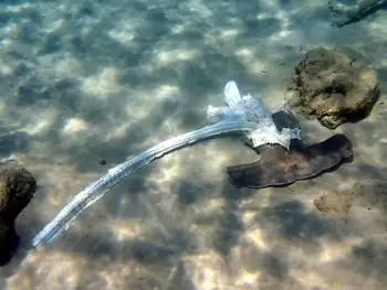 hammerhead shark