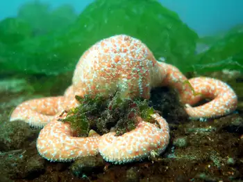 Ochre Star