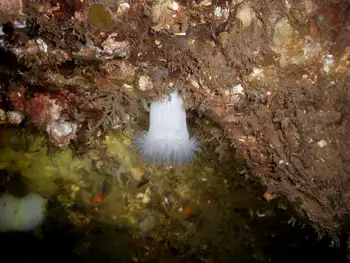 Metridium Anemone