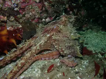 Red Octopus