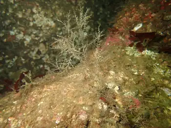 Hydroid