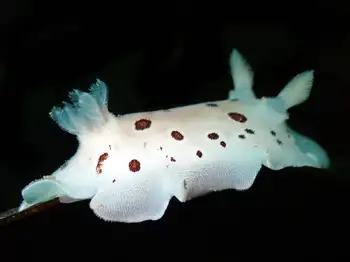 Leopard Nudibranch