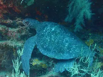 Green Sea Turtle