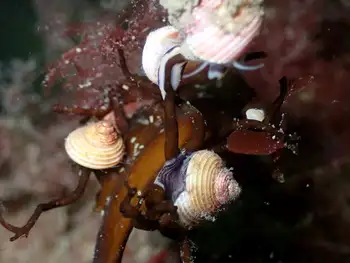 Snails