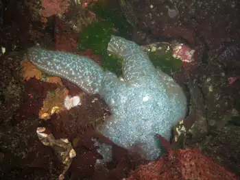 Mottled Star