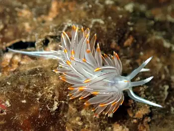Horned Nudibranch