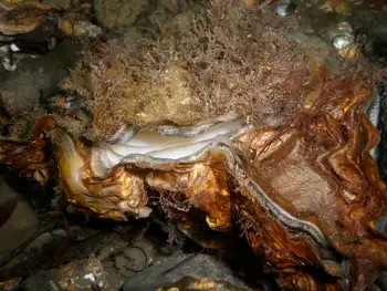 Clam