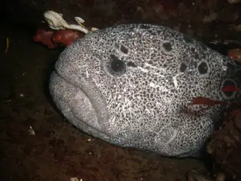 Wolf Eel