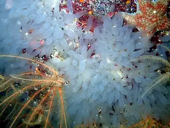 Sea Vase Tunicates