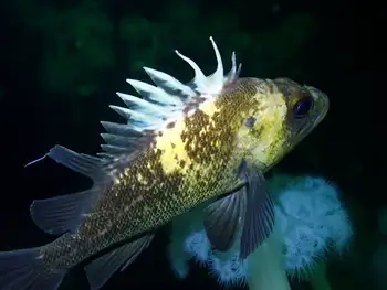 Quillback Rockfish