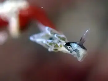 placida dendritica sapsucker