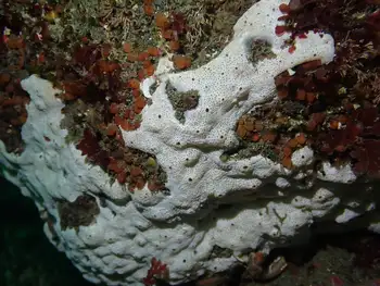 White Glove Leather Tunicate