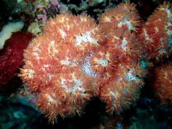 orange spiky soft coral