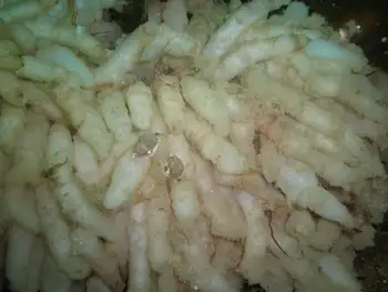 Eggs Opalescent Squid