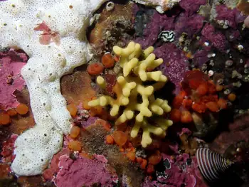 Northern Staghorn Bryozoan