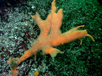 orange finger sponge