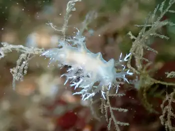 Dall's Dendronotid