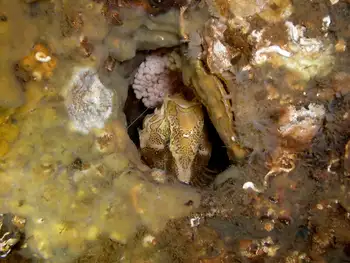 Eggs Grunt Sculpin