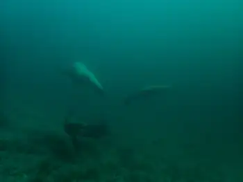 California Sea Lion