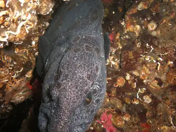 Wolf Eel
