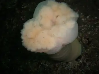 Metridium Anemone