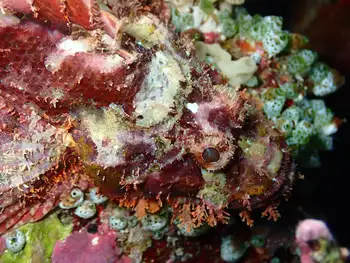 Bearded Scorpion Fish
