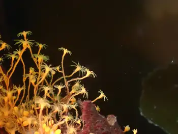 orange hydroid