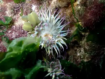 Pink Tipped Anemones