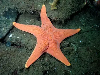 Vermilion Star