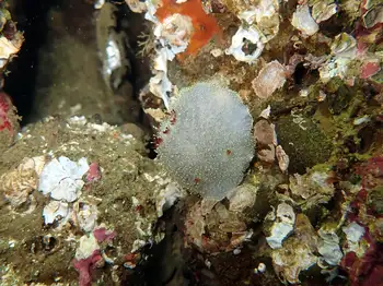 Nanaimo Nudibranch