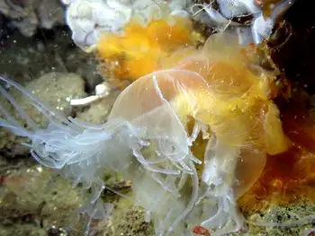 Egg Yolk Jelly