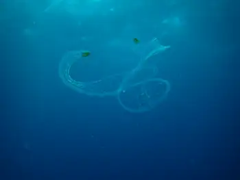 jelly