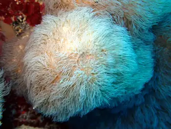 Coral