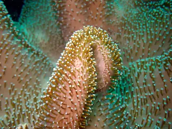 Coral
