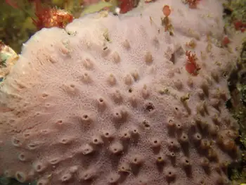 red brown encrusting sponge