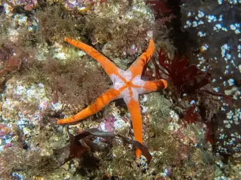 Armpit Blood Star