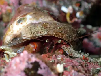 Bering Hermit Crab