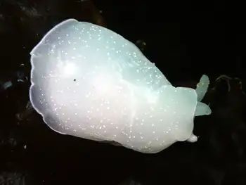 California Berthella