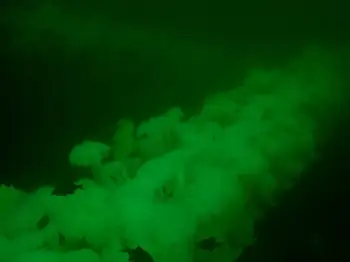 Metridium Anemones