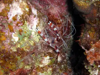 Banded Coral Shrimp