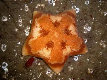 Slime Star