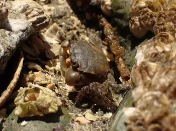 Green Shore Crab