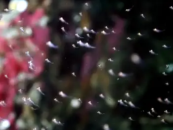 shrimp