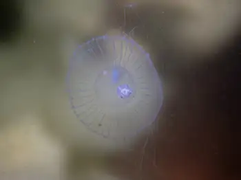 water jelly