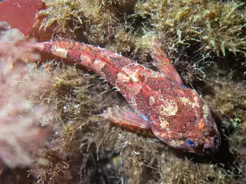Sculpin