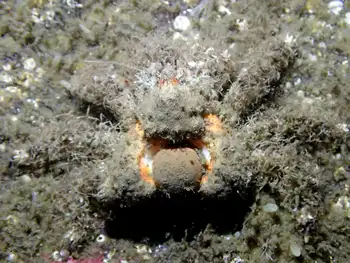 Rhinoceros Crab