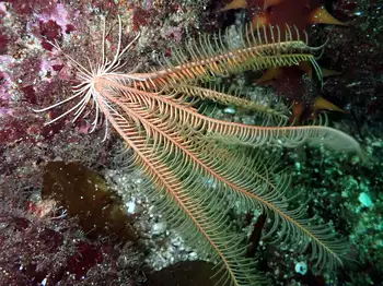 Northwest Feather Star
