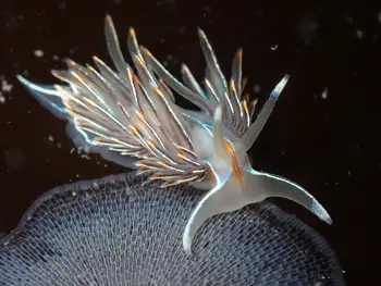 Opalescent Nudibranch