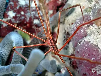 Arrow Crab